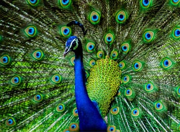 India Business Directory
